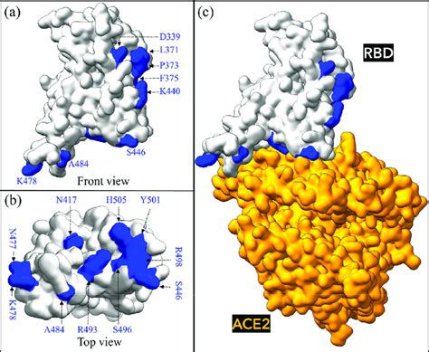 Omicron Rbd Ace2 Interface System A Front View Of Unbound Omicron