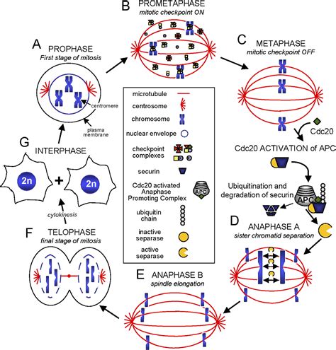 Decoding The Links Between Mitosis Cancer And Chemotherapy The