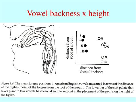 Spoken Language Phonetics Vowel Articulation Transcription Ppt Download