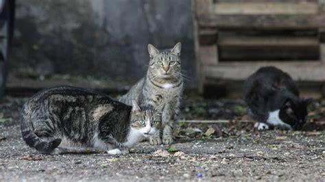 Stra Enkatzen In Deutschland Deutscher Tierschutzbund Berichtet Von