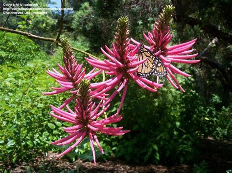 Plantfiles Pictures Erythrina Species Cardinal Spear Cherokee Bean