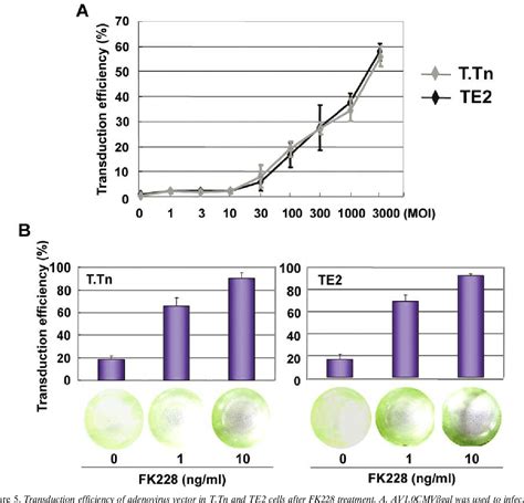 Figure 5 From Role Of Histone Deacetylase Inhibitor In Adenovirus