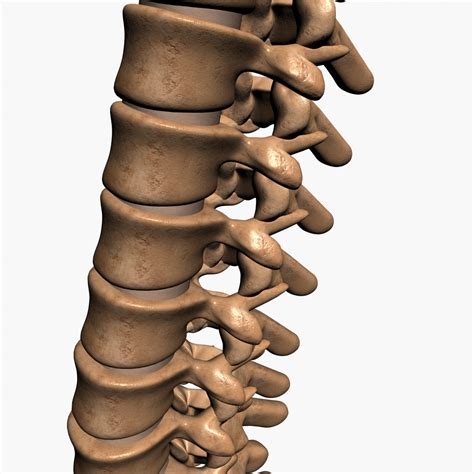 3d Spine Model