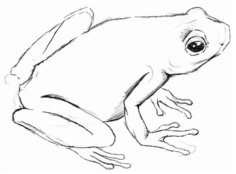 Frog Drawing Easy