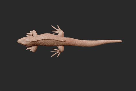 Iguana 3D Model - TurboSquid 2139724