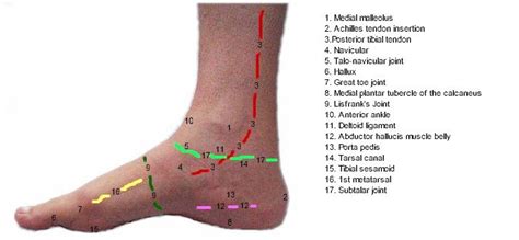 Anatomy of the medial foot and ankle | MyFootShop.com