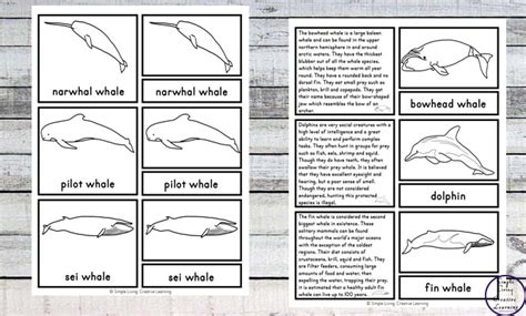 Free Printable Whale Cards Simple Living Creative Learning