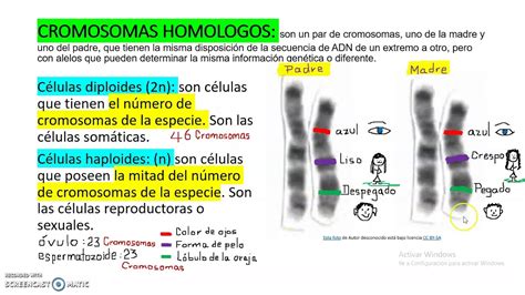 CROMOSOMAS HOMÓLOGOS YouTube