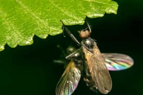 Can Flies Eat Humans? - pestwhisperer.com