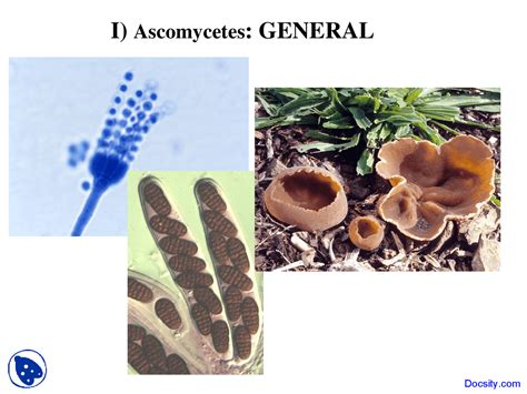 Ascomycetes - Biology of Algae and Fungi - Lecture Slides - Docsity