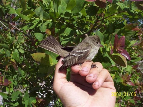 lesser elaenia elaenia chiriquensis fauna paraguay