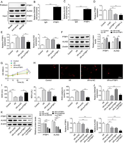 Lncrna Snhg Binding Ptbp Regulated Alas To Increase Oxidative Stress