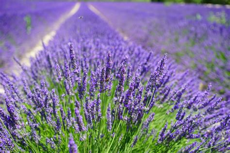 Lavendel Stekken In Stappen Homeandgarden Nl