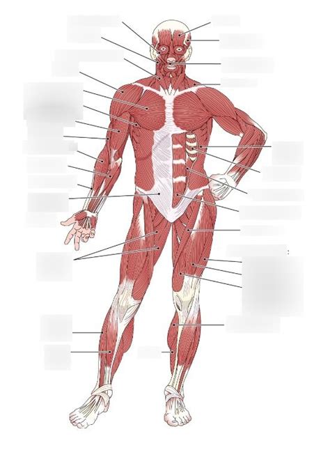 Superficial Muscles Anterior View Diagram Quizlet