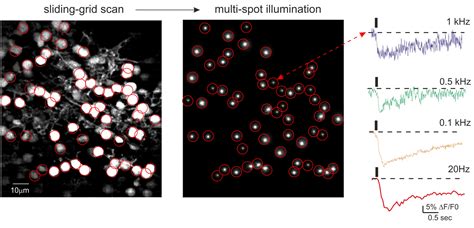 Two photon microscopy