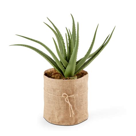 Plante Artificielle Avec Pot Aloe Vera Hauteur Cm Vert O Ko