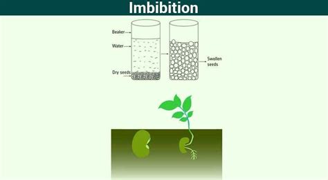 Imbibition Difference Between Imbibition And Diffusion