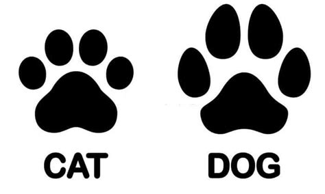 Cat Paw vs Dog Paw: Similarities and Differences