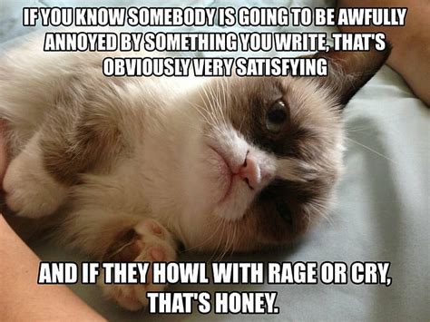 Hd Wallpaper Cat Funny Grumpy Humor Meme Quote Wallpaper Flare