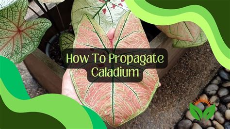 How To Propagate Caladium A Step By Step Guide Plantparadiso