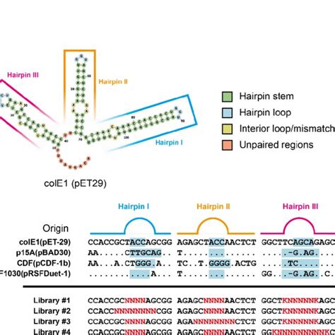 PDF Directed Evolution Of ColE1 Plasmid Replication Compatibility A