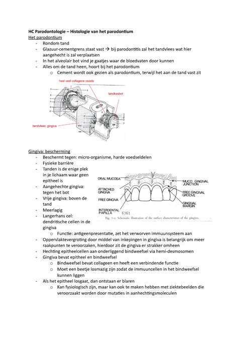 HC Parodontologie Aantekeningen HC Parodontologie Histologie Van