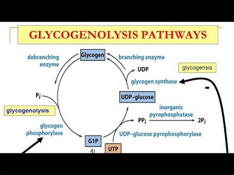 Glycogenolysis Pathway