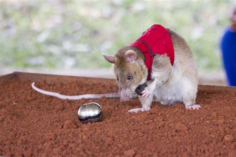 African Rats Are Being Used To Sniff Out Wildlife Crime The Mail