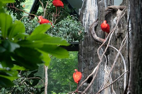 Scarlet Ibis In The Cincinnati Zoo Stevesheriw Flickr