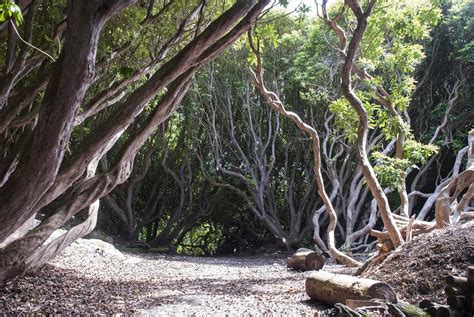 Festival of Gardens at Portmeirion | Gardens North Wales