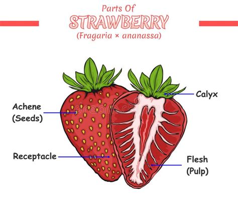 Part Of A Strawberry Stock Vector Illustration Of Structure 269286421