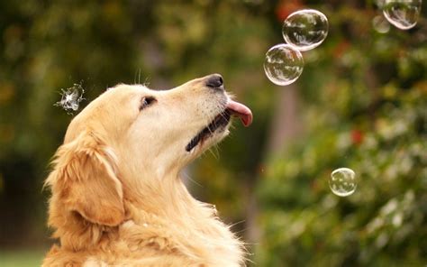 funny dog desktop wallpapers wallpaper cave