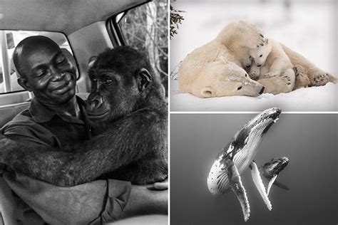 Incredible pic of gorilla hugging rescuer among winners of Wildlife ...