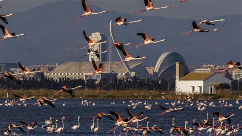 Flamencos En L Albufera Aves Salvajes A Las Puertas De La Gran Ciudad