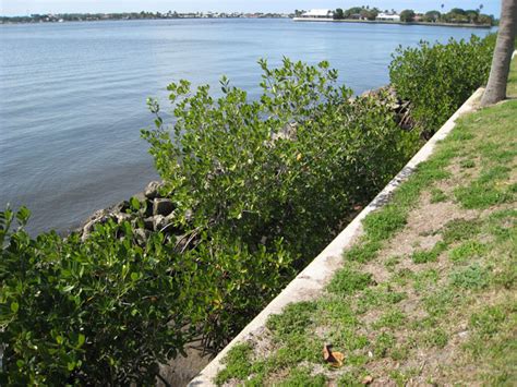 Lake Worth Lagoon (Palm Beach County) | Florida Living Shorelines