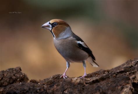 Nombre Del Perfil Picogordo Coccothraustes Coccothraus Jose