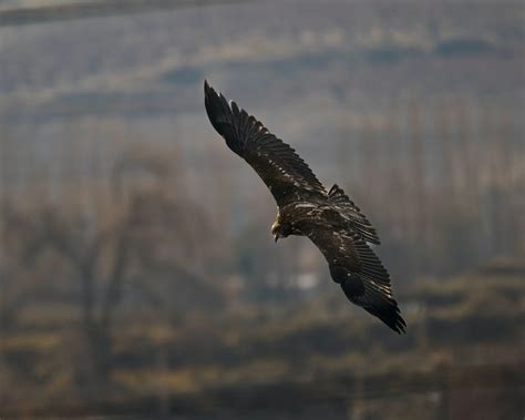 Close-up of a Golden Eagle Flying · Free Stock Photo