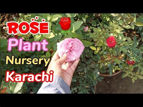 Tahir Villa Plant Nursery In Karachi Plant Nursery Visit Plant