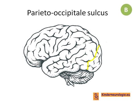 Parietooccipital Sulcus - Asking List