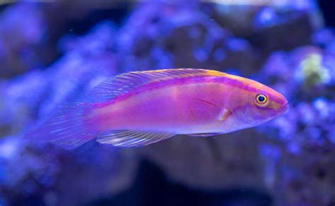 Fairy Wrasse - Ocean Animals