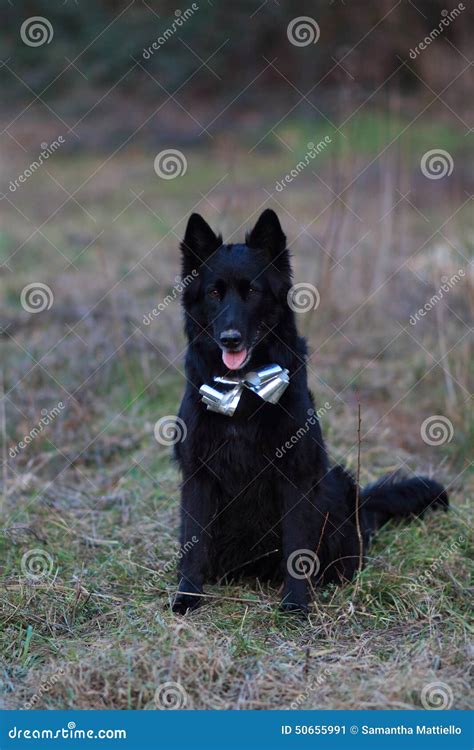 A Black Sheep Dog Stock Image Image Of Sheep Meadow 50655991