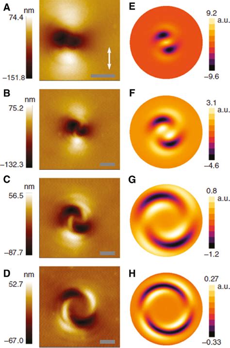 The Spiral Surface Reliefs Predicted By The Phenomenological Model