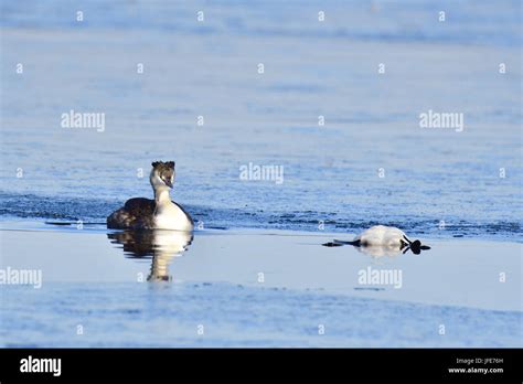 Transmission and infection of H5N8 Stock Photo - Alamy