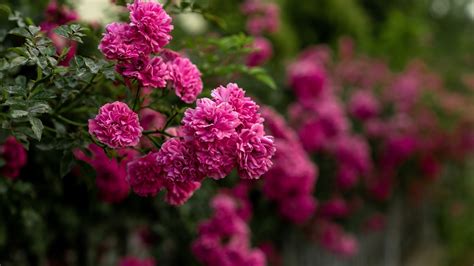 Hermosas Rosas Trepadoras Para Enrejados Y P Rgolas