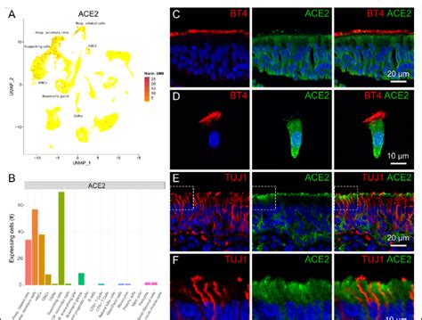 ACE2 transcript and protein expression. (A) Normalized expression ...