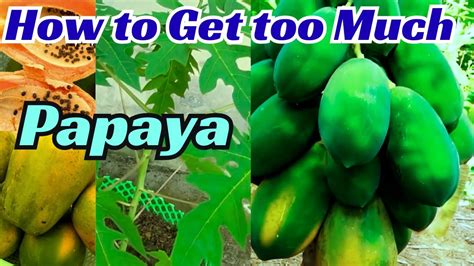 How To Grow Papaya At Home How To Grow Papaya Growing Papaya Youtube