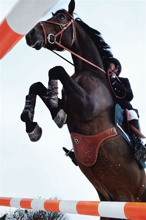 17 Best images about Horses/Jumping on Pinterest | Jumping horses ...