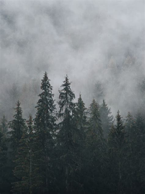 Foggy Woods Pictures | Download Free Images on Unsplash