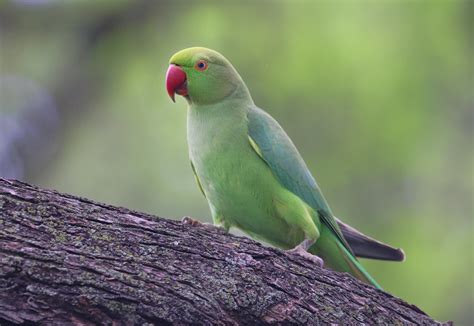 Rose Ringed Parakeet Honolulu Ashley Hockenberry Flickr