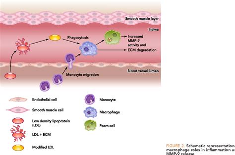 Matrix Metalloproteinase Many Shades Of Function In Cardiovascular